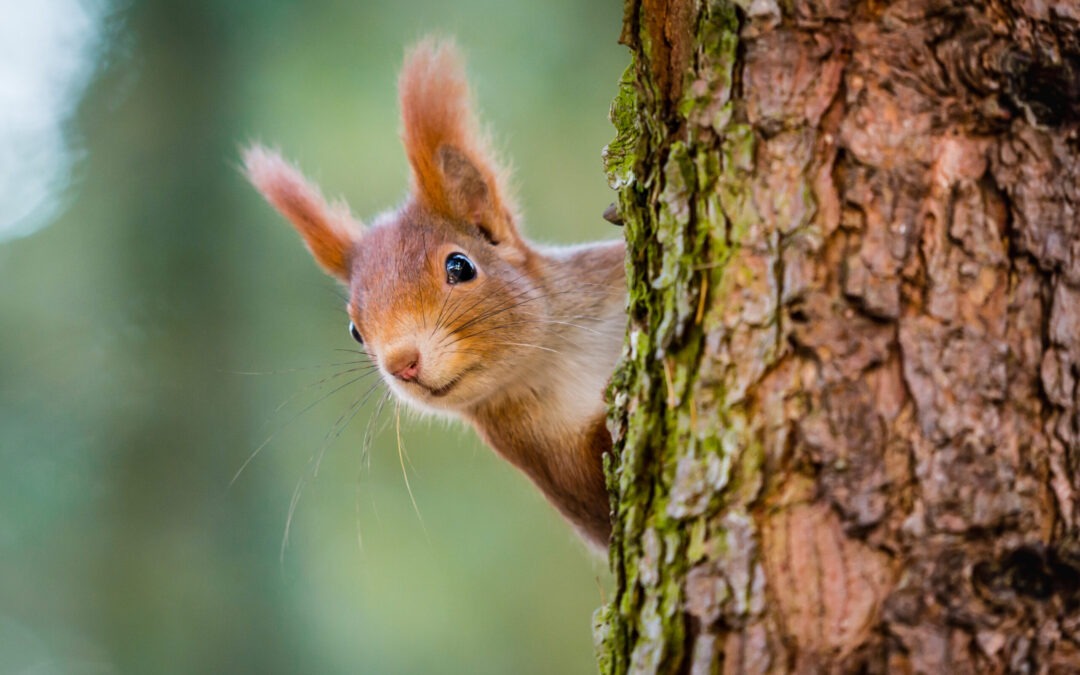 Red Squirrel